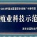 土鸡12月以上