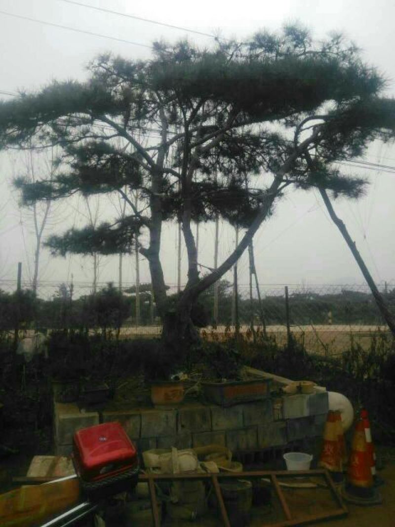造型松14公分冠幅3米高度3米旺运苗木中心有300棵精