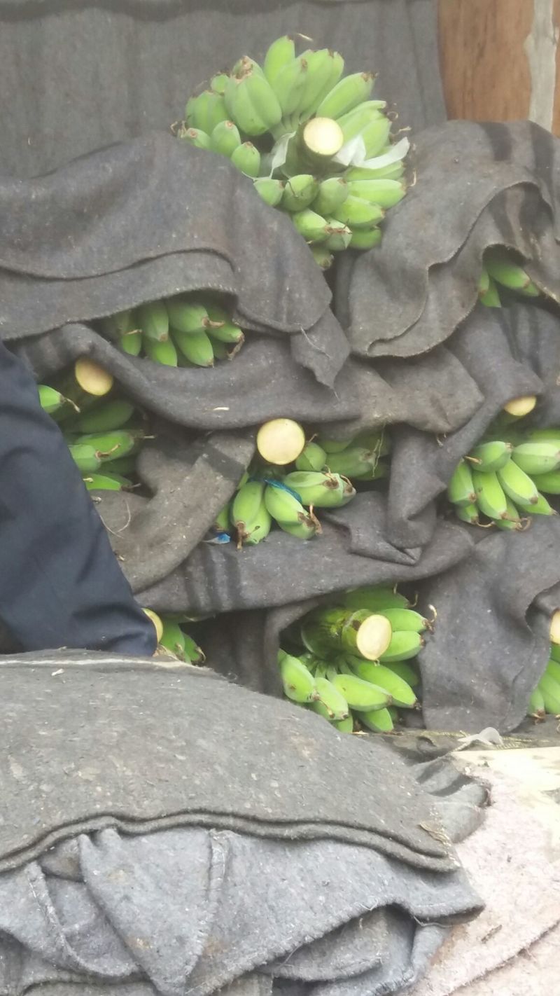 粉蕉九成熟