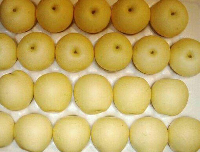 白梨500~550g纸加膜