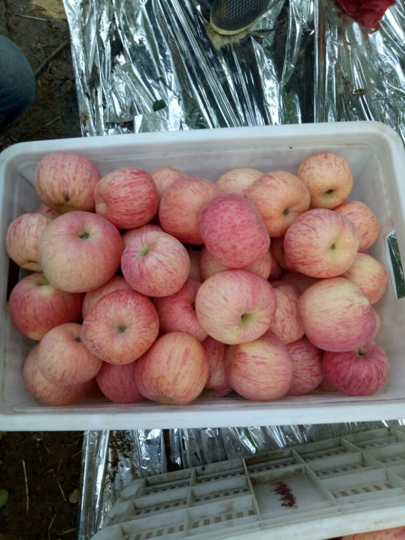山东红富士苹果口感好甜度高量大货源充足。