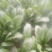 越冬菠菜20~25厘米