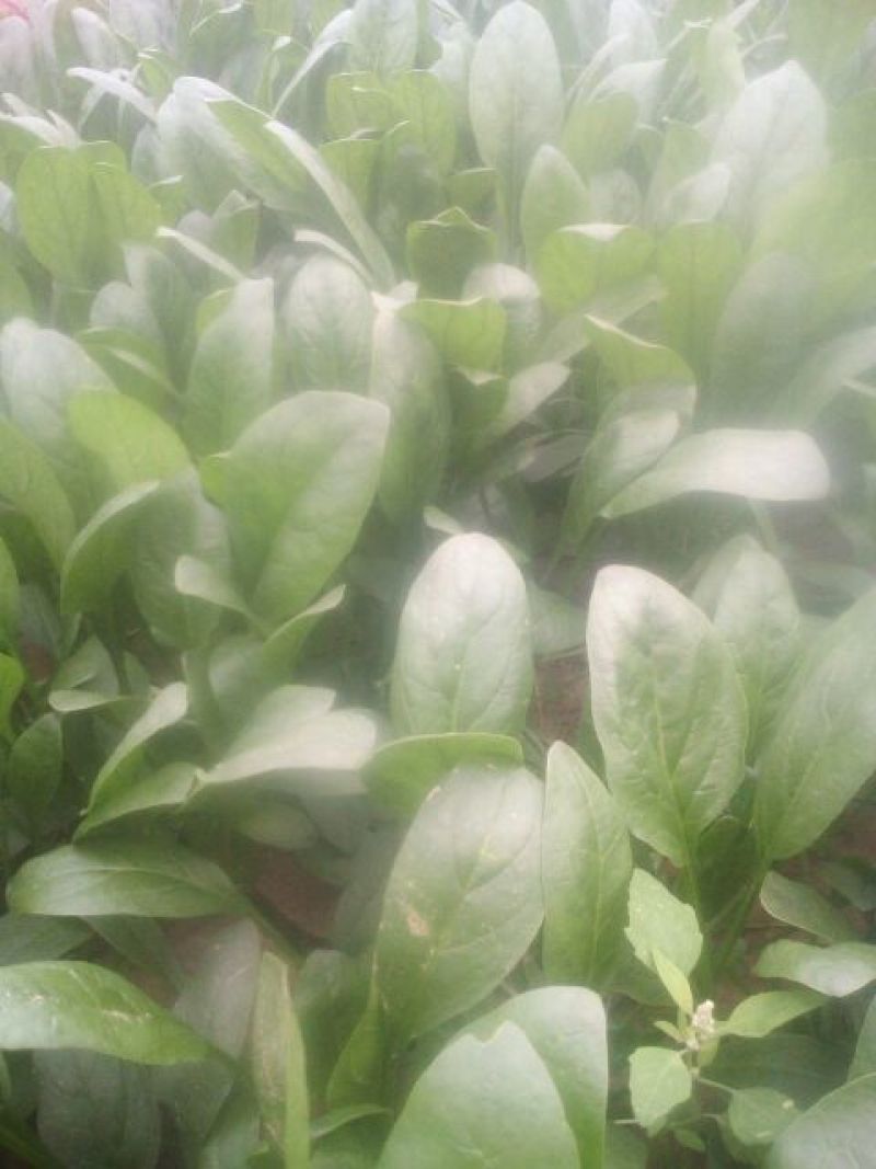 越冬菠菜20~25厘米