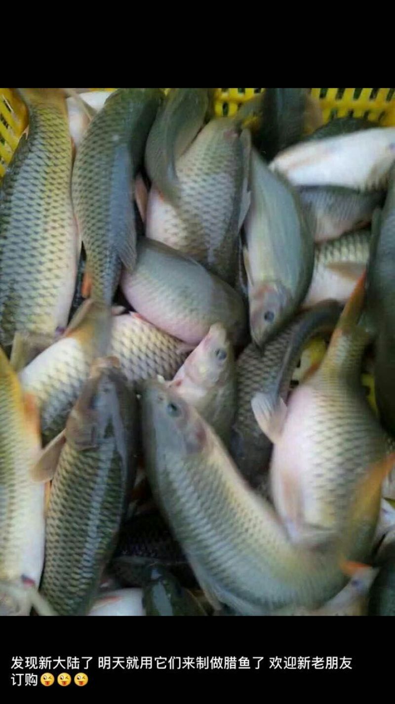 乌鲤食用2两