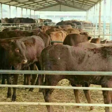 利木赞牛犊100~200kg