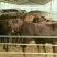 利木赞牛犊100~200kg