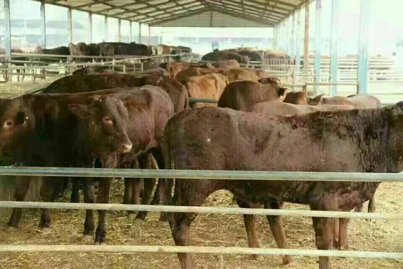 利木赞牛犊100~200kg