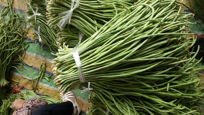 豆角70厘米以上优质代办一条龙服务