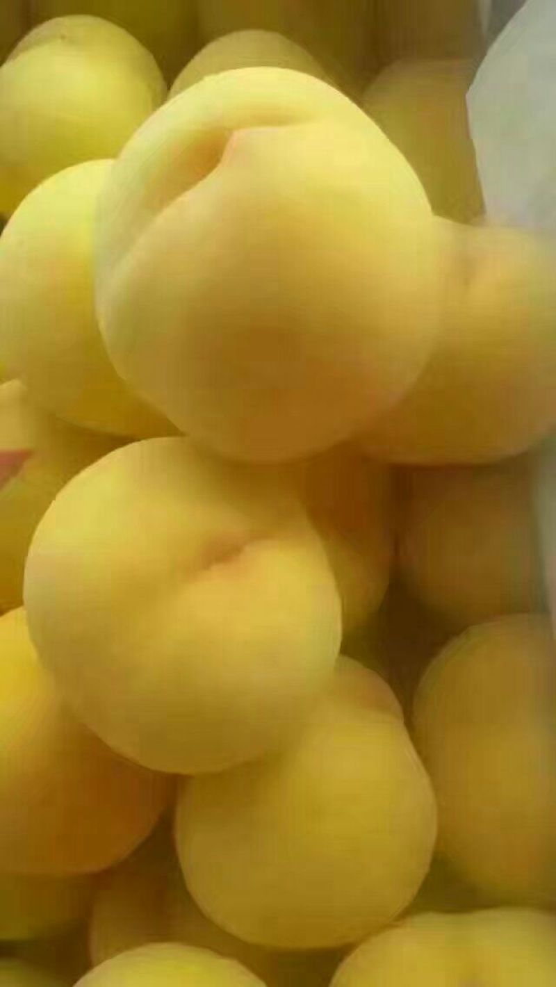 桃树苗70~80cm