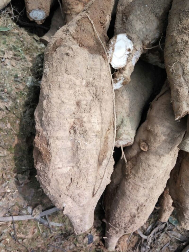 葛根无渣粉葛食材葛根菜葛