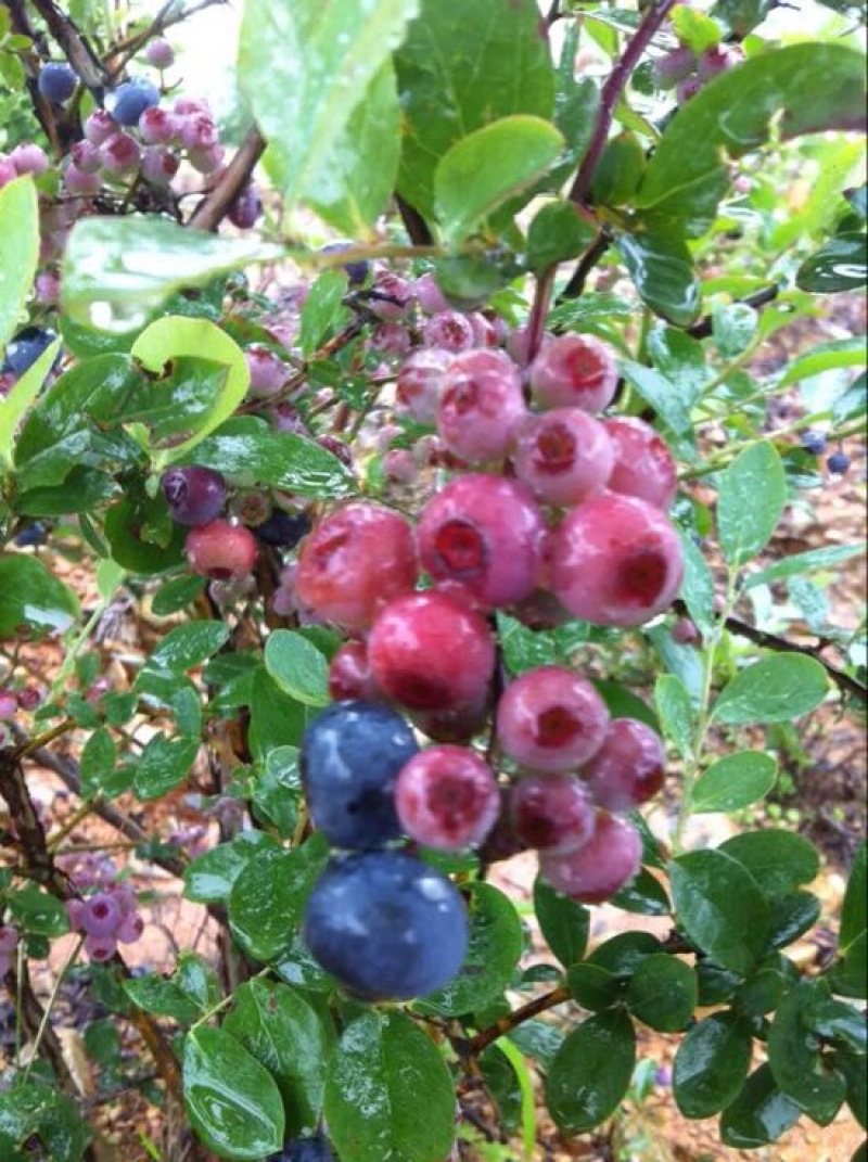兔眼蓝莓