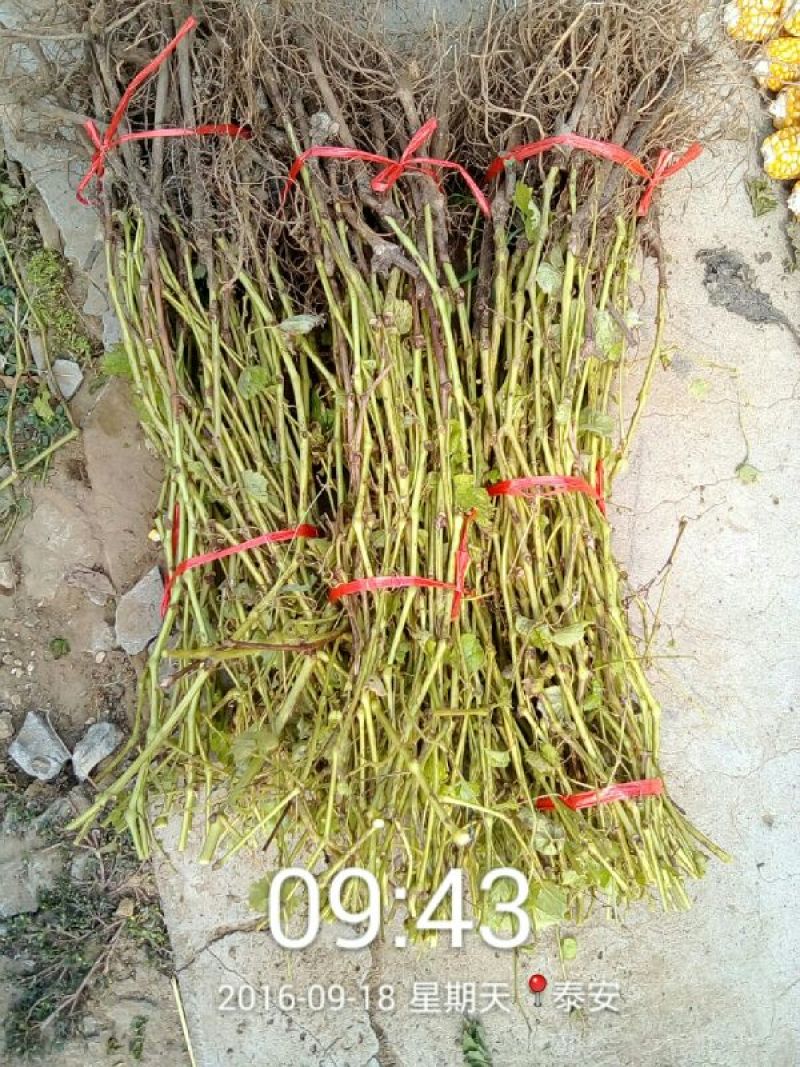 巨峰葡萄苗50~80cm1年