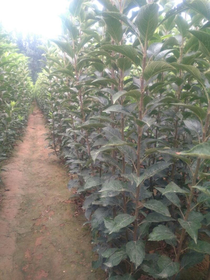 苹果树苗:长年大量供应1一5公分优质品种苹果树