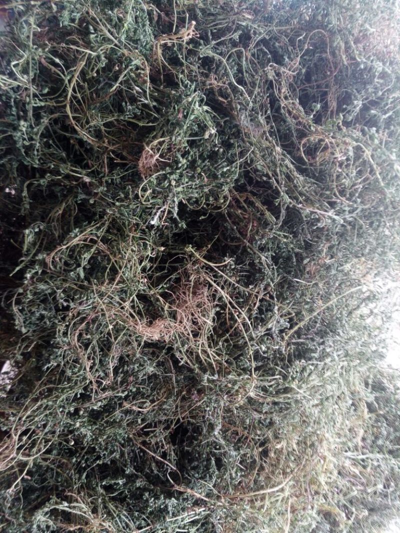 鹅不食草(手捡青无杂选货)