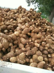 毛芋头山东安丘市