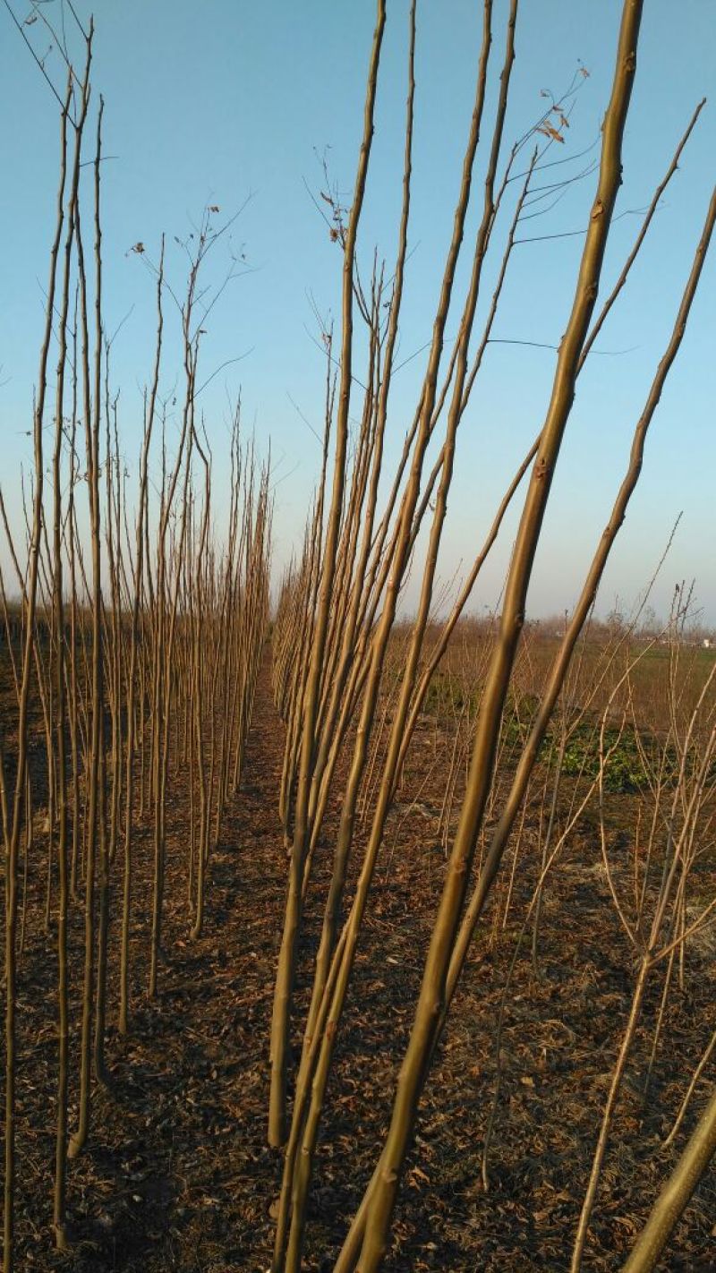 黄山栾树4~6cm4cm以下2.5~3米
