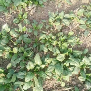 大叶菠菜15~20厘米