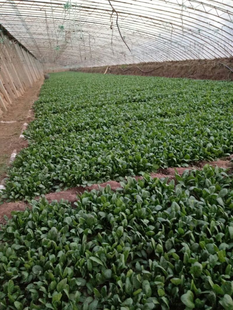 大叶菠菜25~30厘米