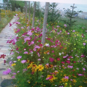 【精选】菊花种苗野花组合种子多重检测质优价廉