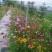 【精选】菊花种苗野花组合种子多重检测质优价廉