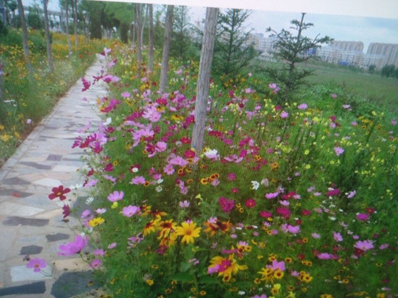 【精选】菊花种苗野花组合种子多重检测质优价廉