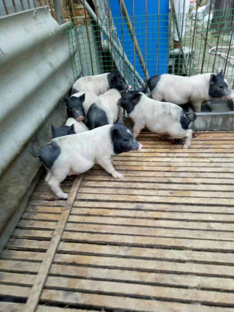肉马