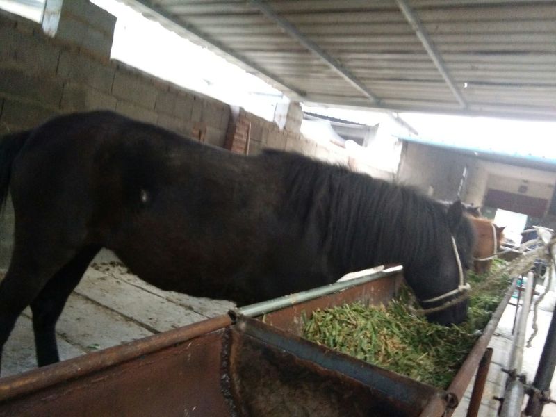 矮马100~200kg