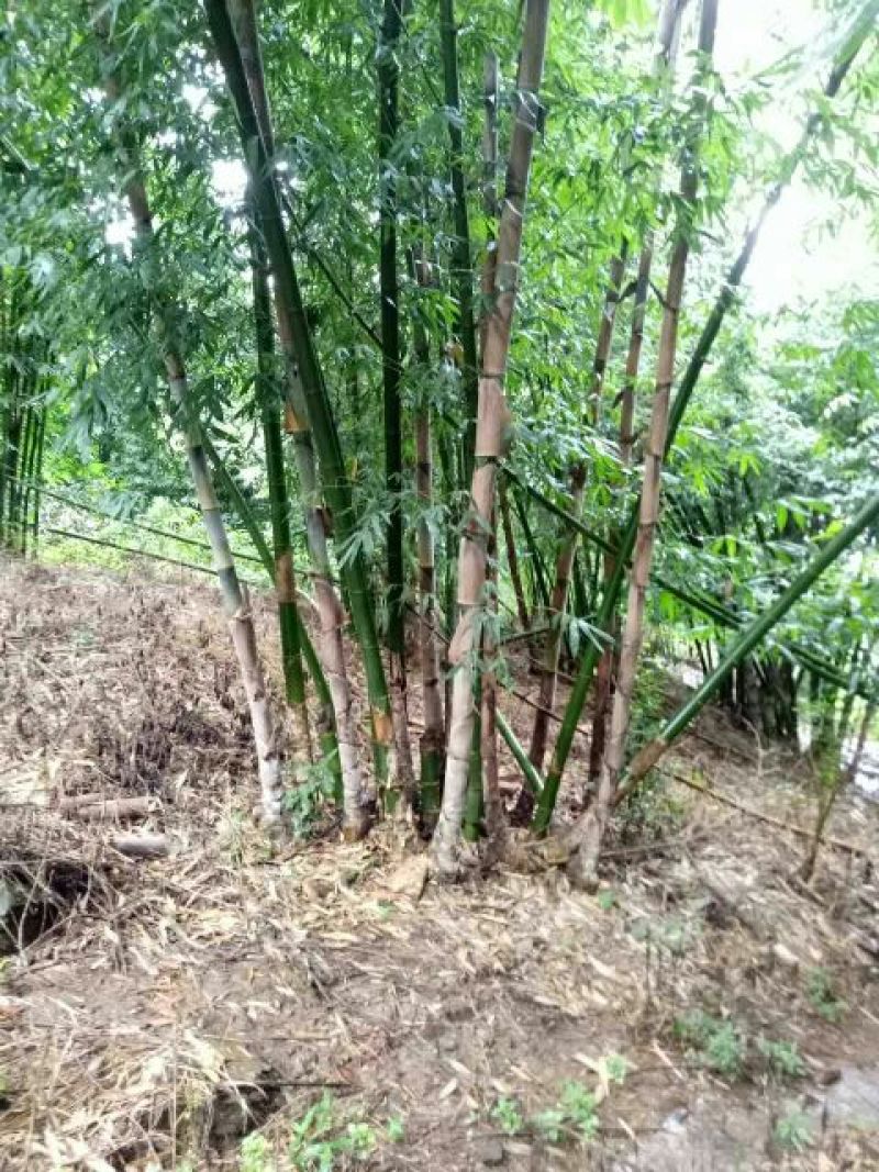 绿竹9~10m