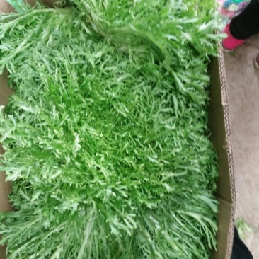 苦菊