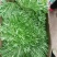 苦菊