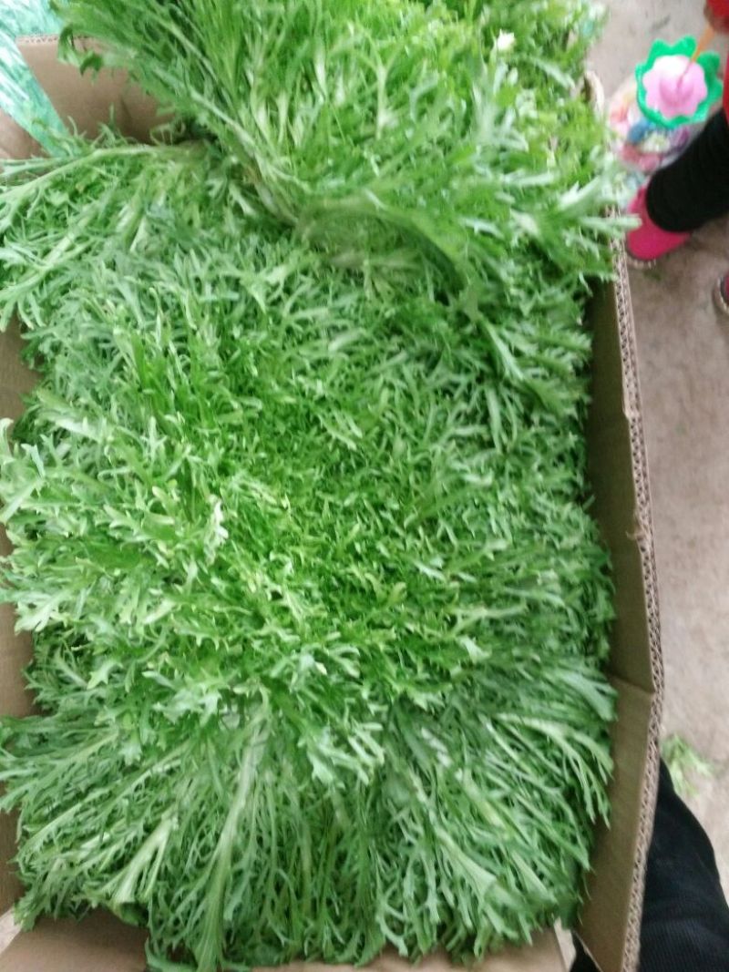苦菊