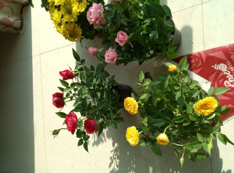 玫瑰盆花含盆