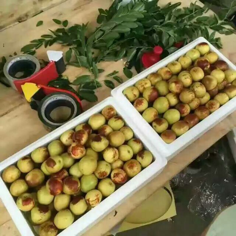 冬枣大荔冬枣规格齐全现摘现发产地直供
