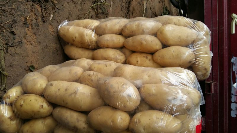 荷兰十五土豆3两以上通货
