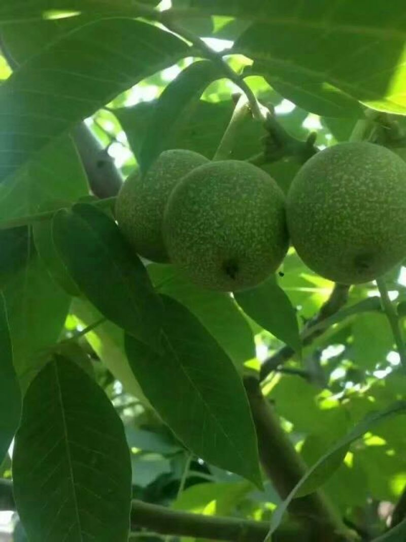 青皮核桃青皮