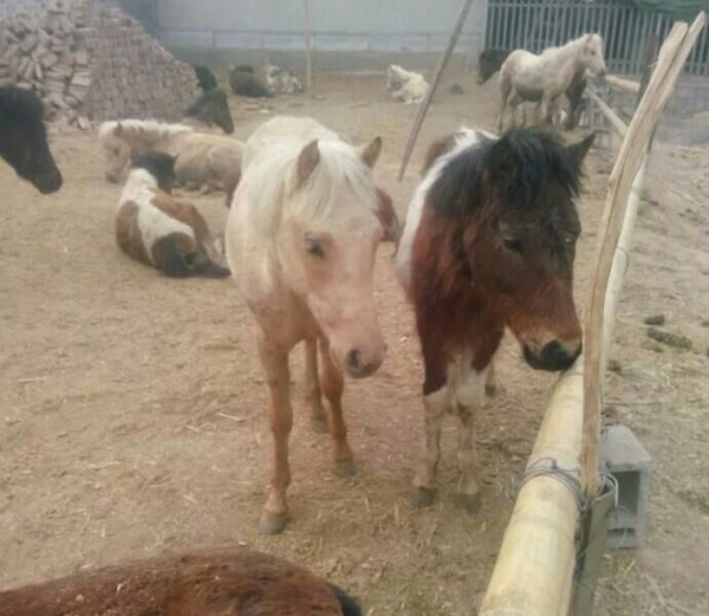 肉马