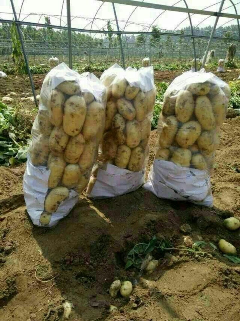 荷兰十五土豆2两以上～～～～～～～～～～