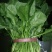 大叶菠菜20~25厘米