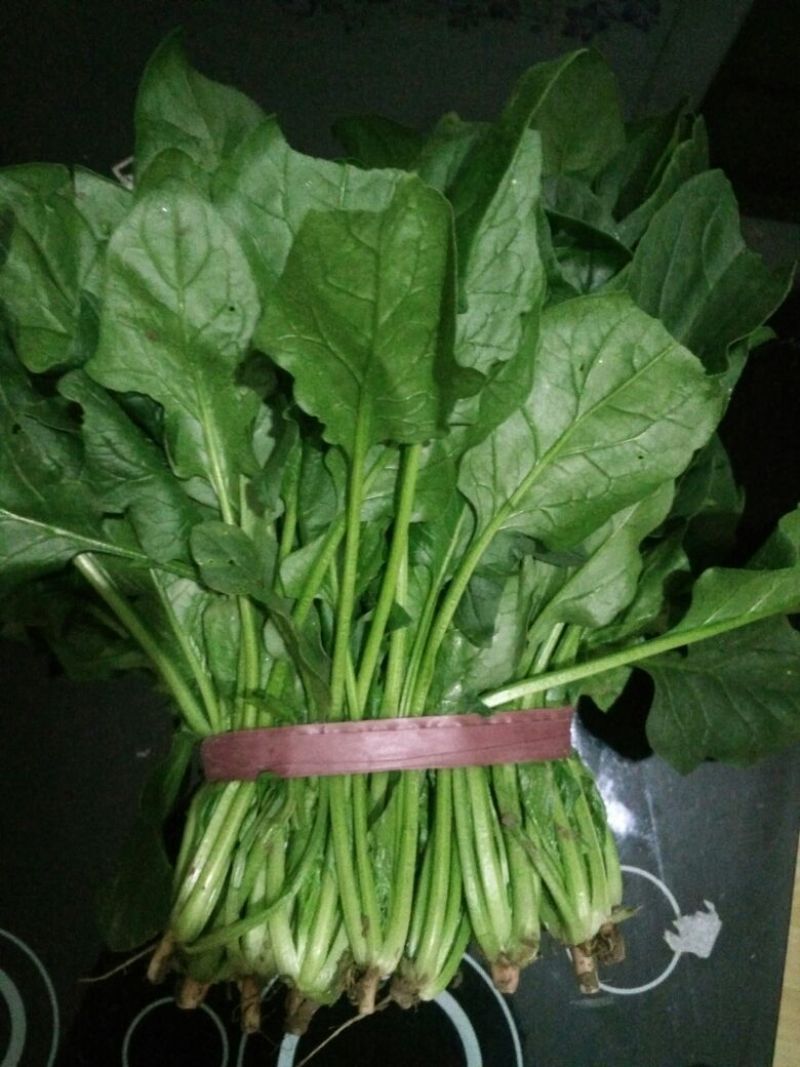 大叶菠菜20~25厘米