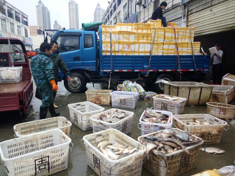 野鲤食用1~2公斤