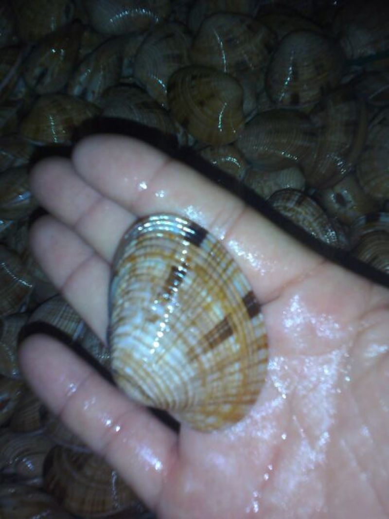 海螺食用鲜活5~10只/kg