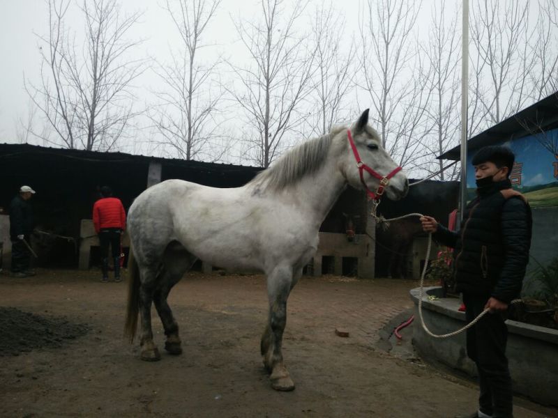 肉马300~400kg
