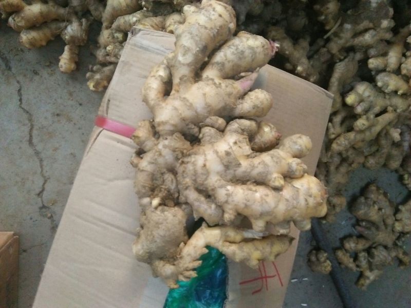 攀枝花精品带泥生姜基地直供，电商货源充足，欢迎来电洽谈