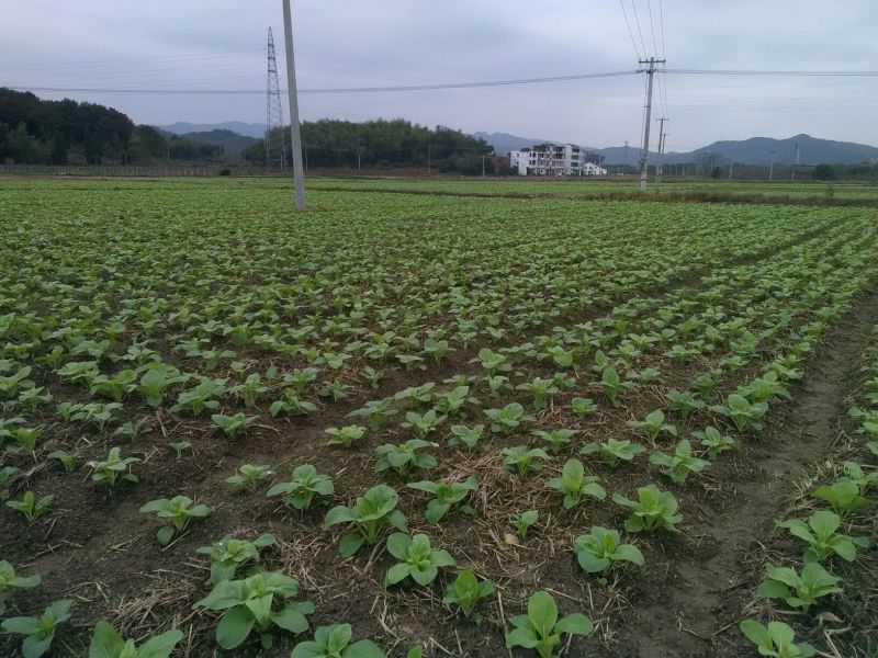 白菜苔10~15厘米