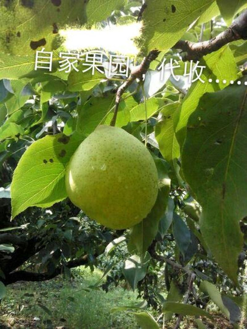 鸭梨200~250g膜袋