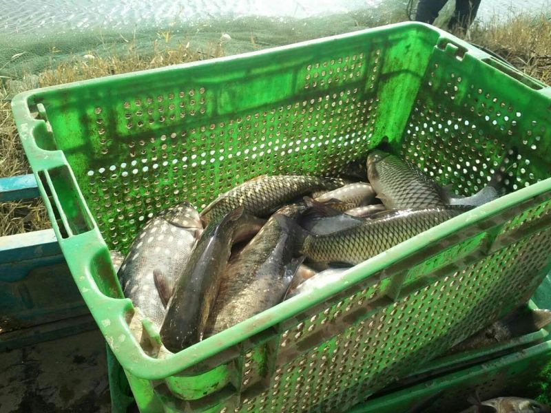 河鲤鱼食用1~2公斤