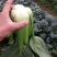 油墨菜15~20cm以上