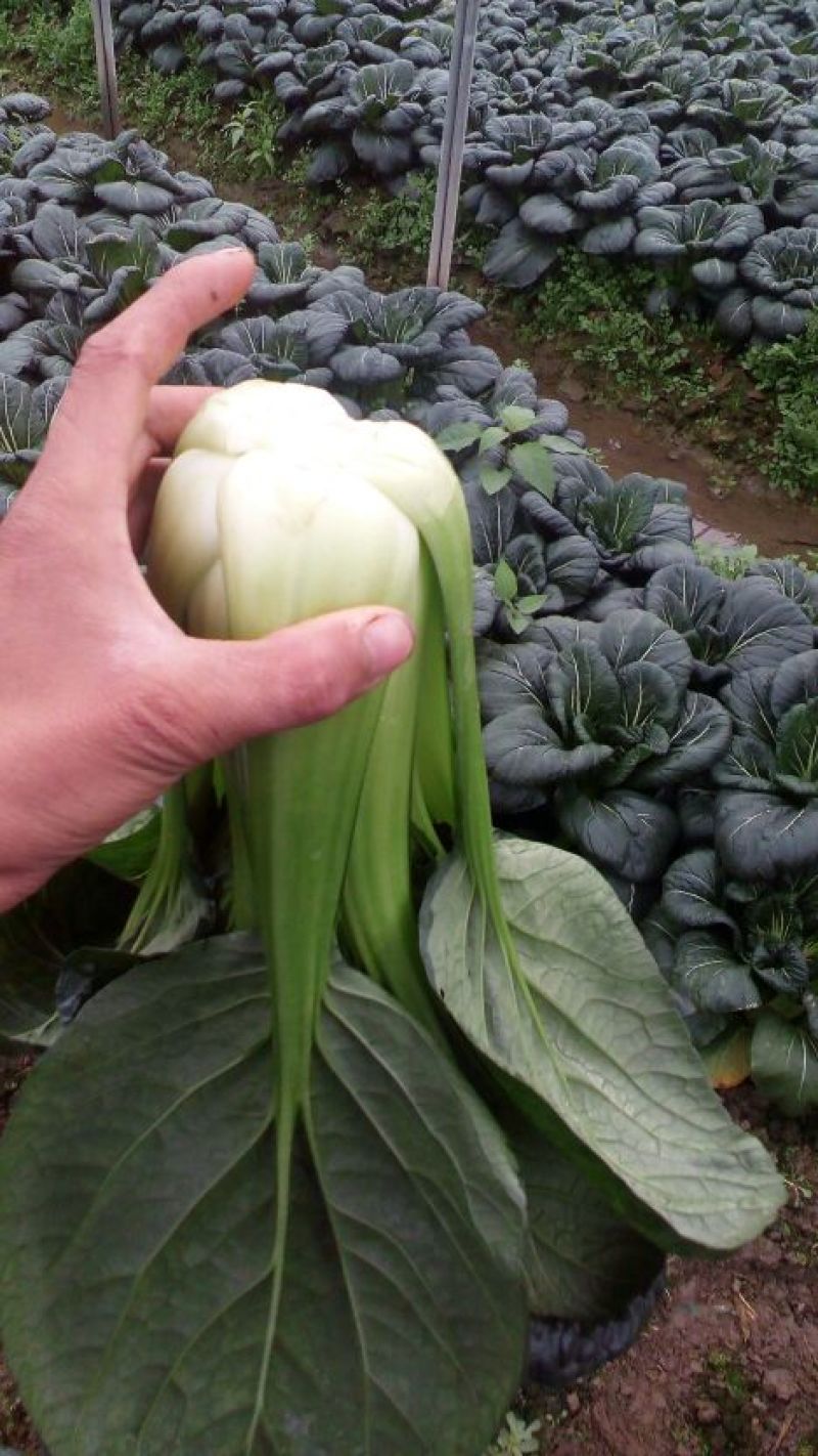 油墨菜15~20cm以上