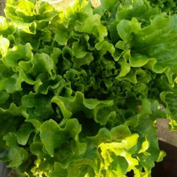 散叶生菜4两~5两