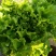 散叶生菜4两~5两